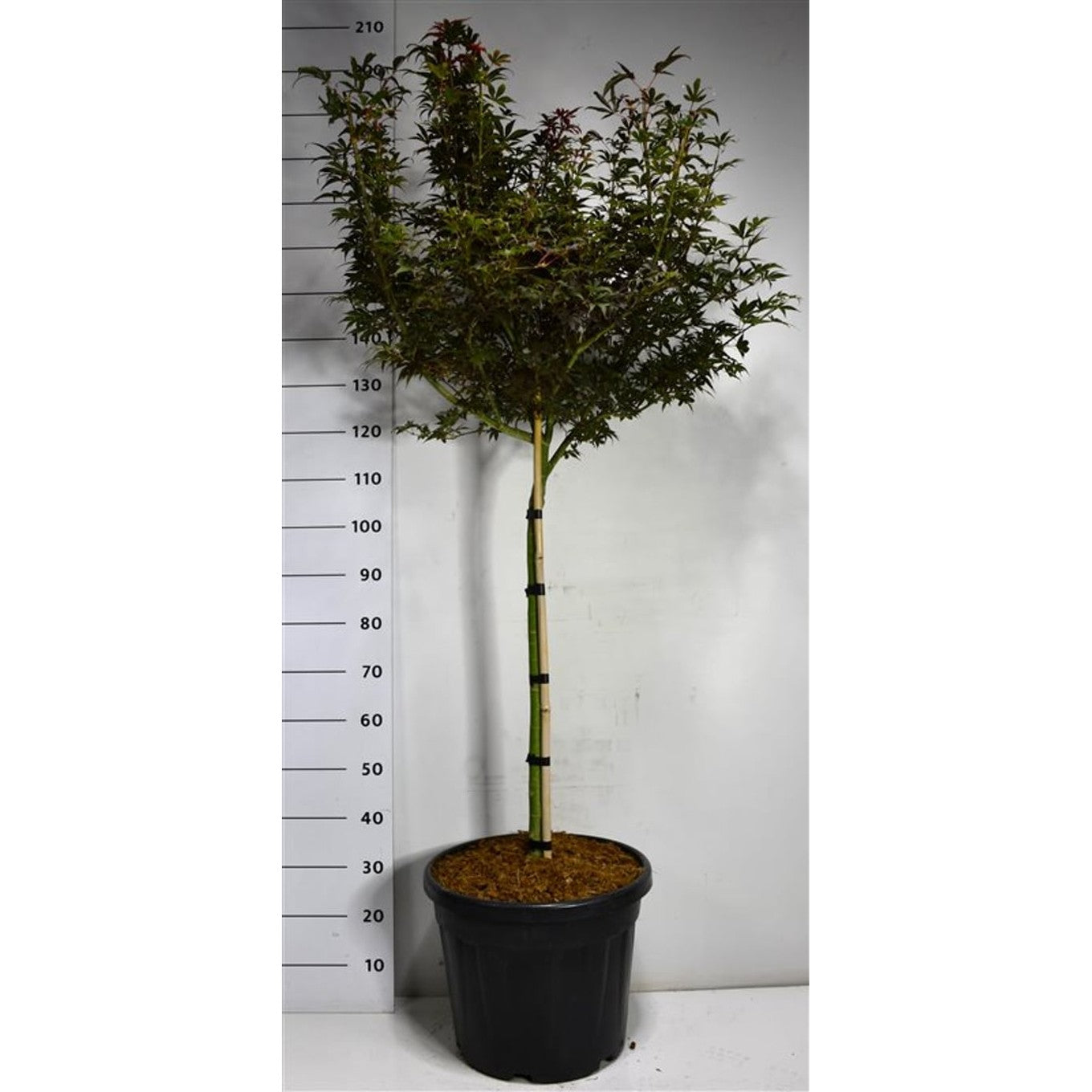 Japansk lönn – Acer pal. 'Skeeter's Broom' - 70 CM Stem C30